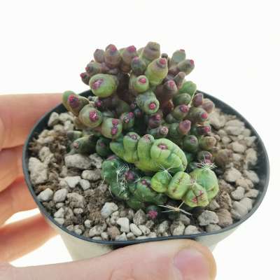 Mammillaria bocasana cv. Fred f. mostruosa crestata