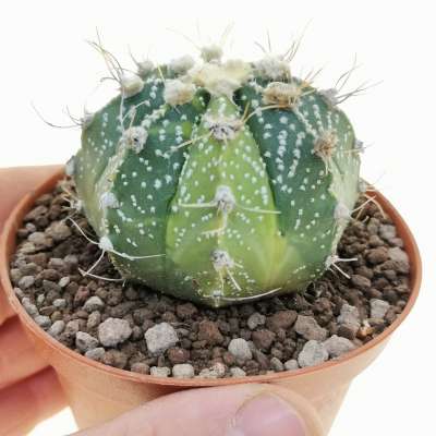 Astrophytum asterias hybrid f. variegata (CITES)
