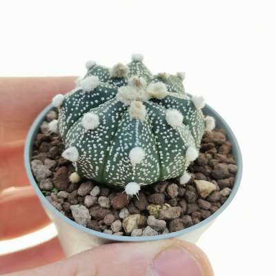 Astrophytum asterias hybrid (cv. Ooibo) (CITES)