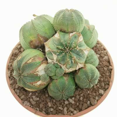 Euphorbia obesa f. prolifera (Rare form) - Giromagi