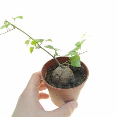 Testudinaria (dioscorea) elephantipes