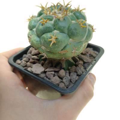 3c60 Coryphantha kracikii Diamante, Dur. pot 5,5 cm