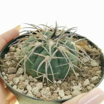 Gymnocalycium spegazzinii
