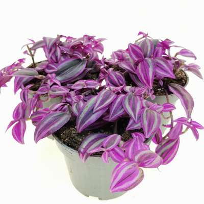 Tradescantia 'Pink paradise' 12 cm. | Commelinaceae - Giromagi vendita ...