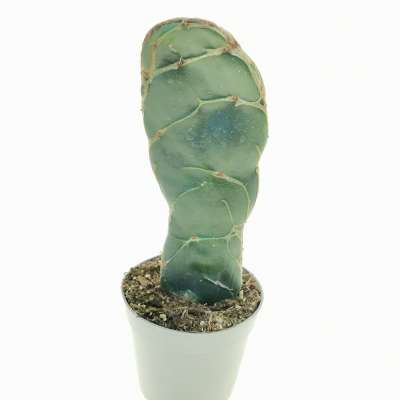 Opuntia reticulata cobra - Giromagi