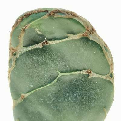 Opuntia reticulata cobra - Giromagi