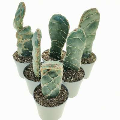 Opuntia reticulata cobra - Giromagi