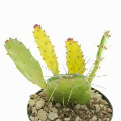 Opuntia monacantha f. mostruosa variegata - Giromagi