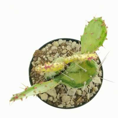 Opuntia monacantha f. mostruosa variegata - Giromagi