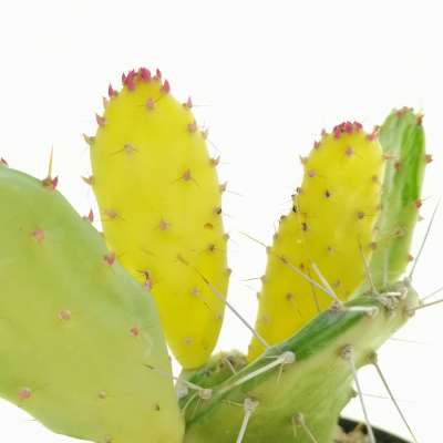 Opuntia monacantha f. mostruosa variegata - Giromagi