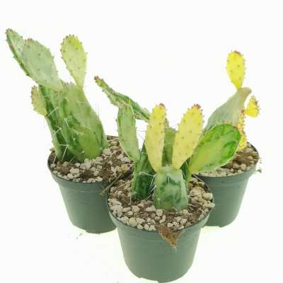 Opuntia monacantha f. mostruosa variegata - Giromagi