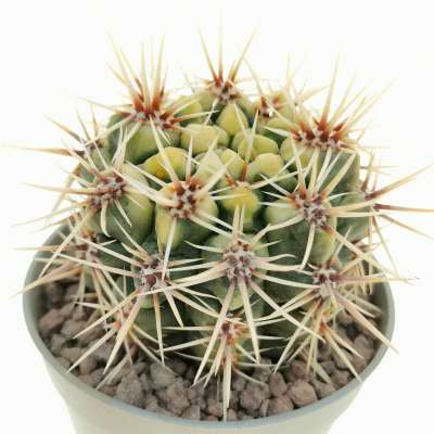 Gymnocalycium Gibbosum Var. Nobile F. Variegata 6,5 Cm. 