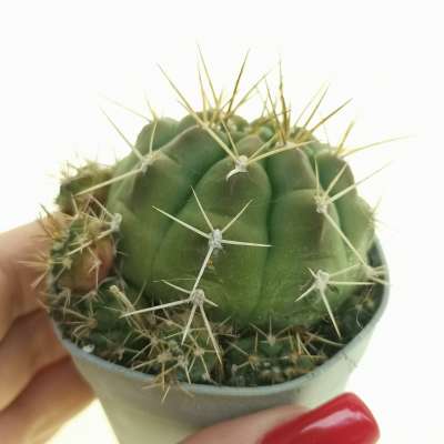 Gymnocalycium eurypleurum