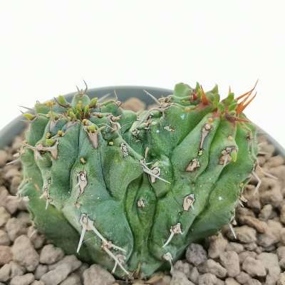 Euphorbia fruticosa f. dicotomica (Spina-Media) - Giromagi