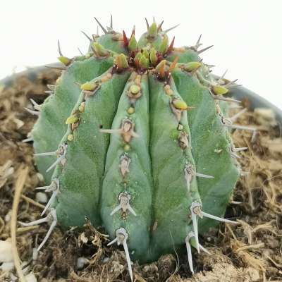 Euphorbia fruticosa (Spina-Media) - Giromagi