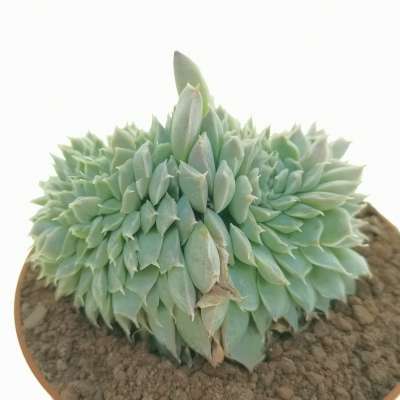 Echeveria Hyalina F Crestata Cm Crassulaceae Giromagi Vendita