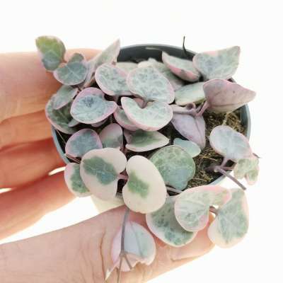 Ceropegia woodii f. variegata