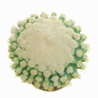 Echinocactus grusonii f. mostruosa - Giromagi