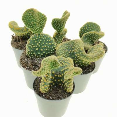 Opuntia microdasys cv. contorta - Giromagi