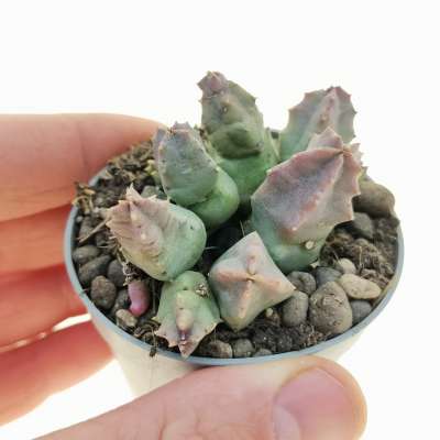 Huernia thuretii