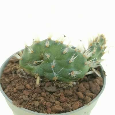 Opuntia hintonii - Giromagi