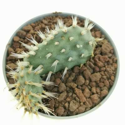 Opuntia hintonii - Giromagi