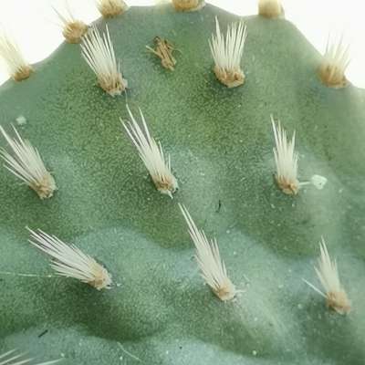 Opuntia hintonii - Giromagi