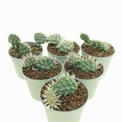 Opuntia hintonii - Giromagi