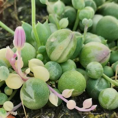 Senecio rowleyanus f. variegata (Pianta del rosario) - Giromagi