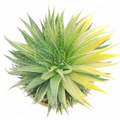 Aloe aristata f. variegata - Giromagi
