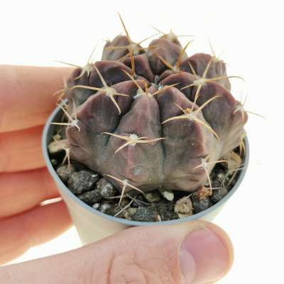 Gymnocalycium marsoneri subs. megatae