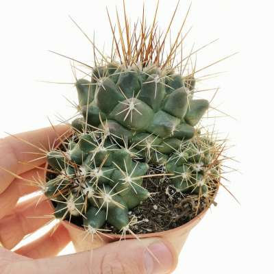 Thelocactus tulensis - Giromagi