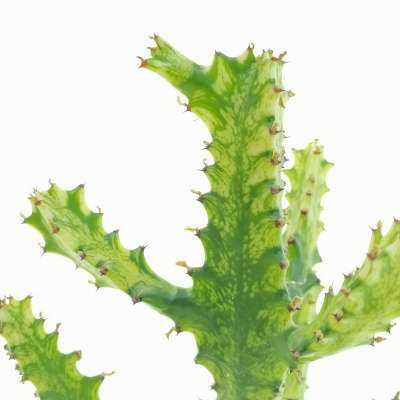 Euphorbia trigona cv. Mint Cream - Giromagi