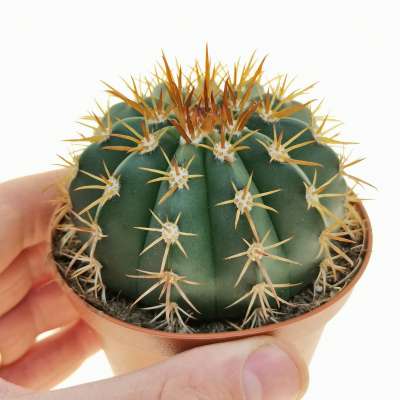 Melocactus concinnus