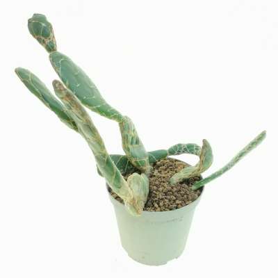 Opuntia reticulata cobra - Giromagi