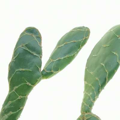 Opuntia reticulata cobra - Giromagi