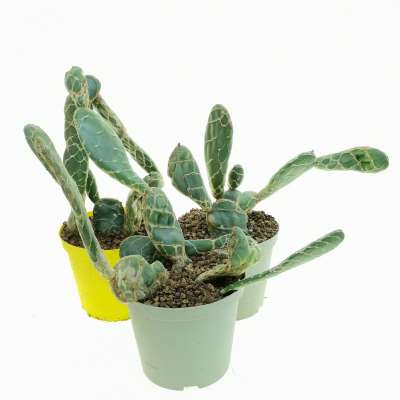 Opuntia reticulata cobra - Giromagi