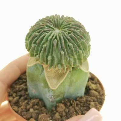 Echinofossulocactus inermis 'Sperm cactus'