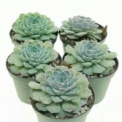 Echeveria Hyalina Cm Crassulaceae Giromagi Vendita Piante Grasse