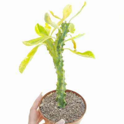 Euphorbia neriifolia f. variegata