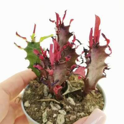 Euphorbia Trigona cv. Royal Red