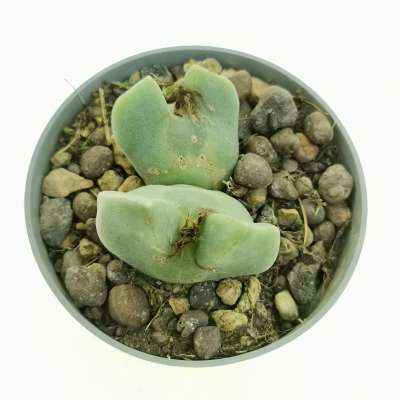 Conophytum regale SB 793 6,5 cm. | Aizoaceae - Giromagi vendita piante ...