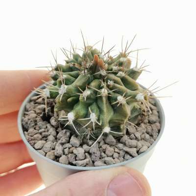 Gymnocalycium mihanovichii var. filadelfiense f. mostruosa crestata