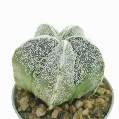 Astrophytum myriostigma cv. Fukuryu Haku-jo - Giromagi
