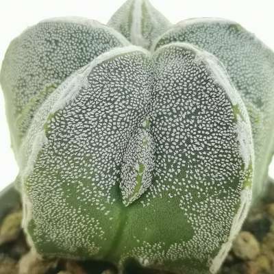 Astrophytum myriostigma cv. Fukuryu Haku-jo - Giromagi