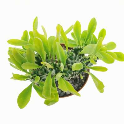 Euphorbia neriifolia f. crestata - Giromagi