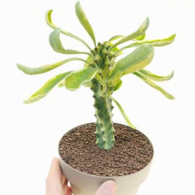 Euphorbia neriifolia f. variegata