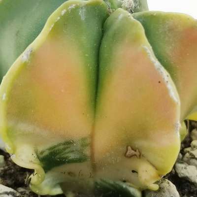 Astrophytum myriostigma nudum f. variegata - Giromagi