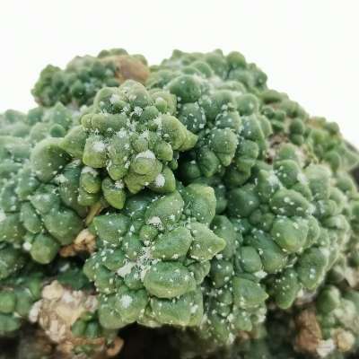 Astrophytum asterias hybrid cv. Kikko f. prolifera (CITES) - Giromagi