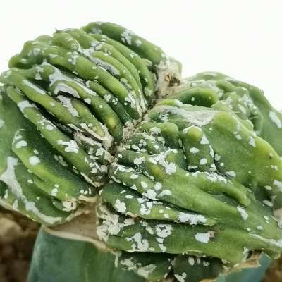 Astrophytum myriostigma cv. hakuun var. nudum f. crestata - Giromagi